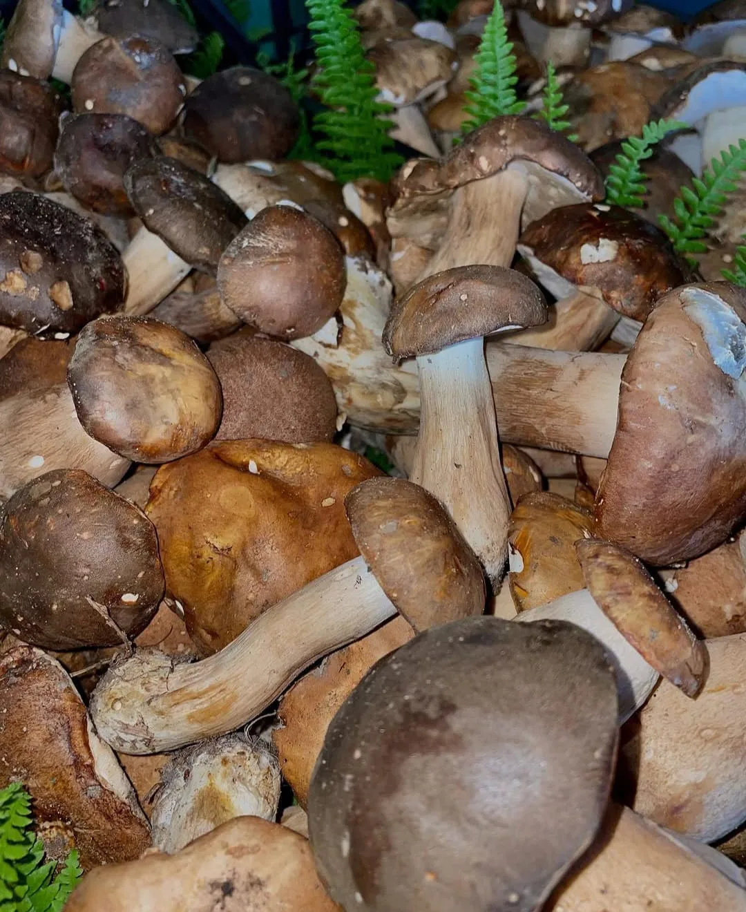Funghi porcini freschi del territorio